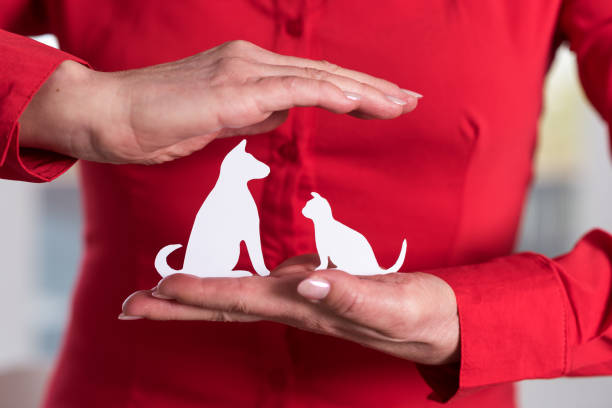 Concept of pet insurance stock photo