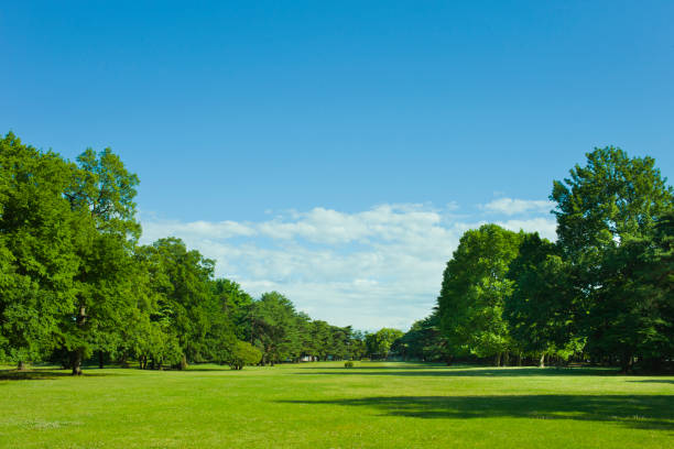 公園の芝生 - 芝生 ストックフォトと画像