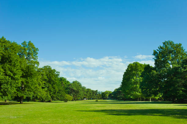 парковая лужайка - grass area стоковые фото и изображения