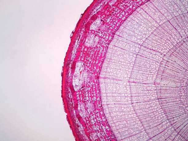 istock Cross sections of  plant stem under microscope view 694462158