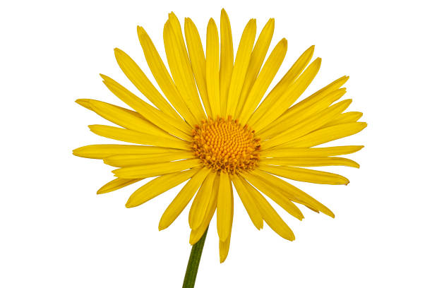 istock Yellow flower on a white background 694464922