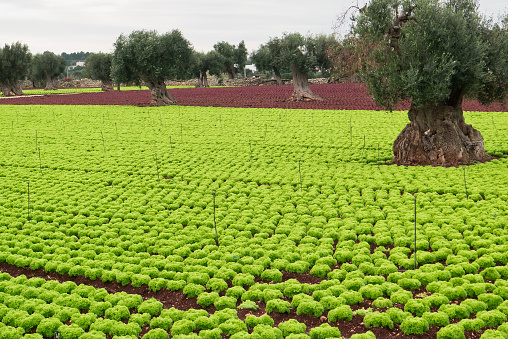 Vegetable field grow along with olive trees in Puglia.