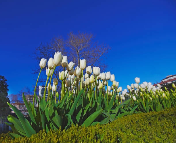 City spring view decorated with tulip