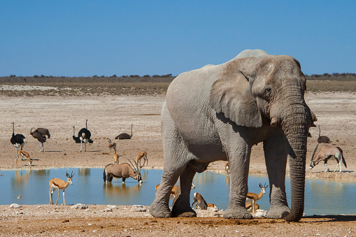 Watering holes in Etosha National Park, Namibia, support an abundance of life.