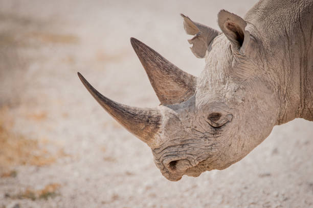 Black rhino, Etosha National Park, Namibia