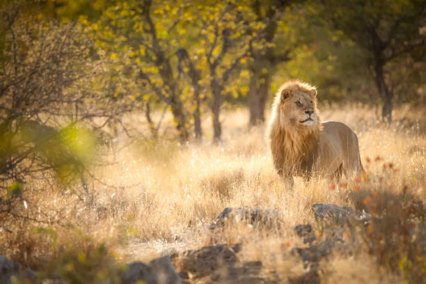 lion protecting his herd - lion africa safari south africa imagens e fotografias de stock