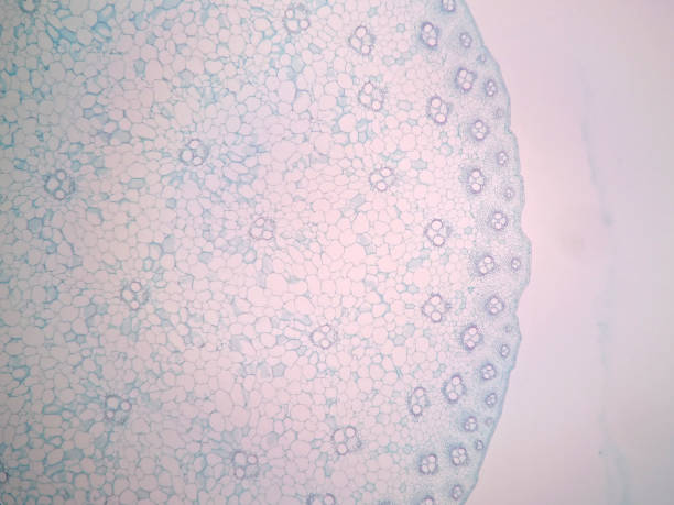 istock Cross sections of plant stem under microscope view 694469944