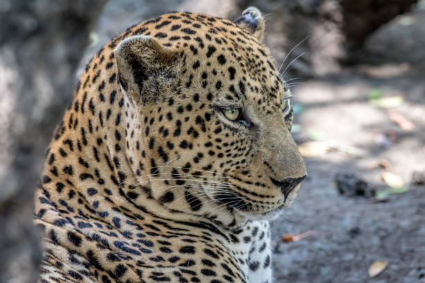 istock Side profile of a male Leopard. 694475392