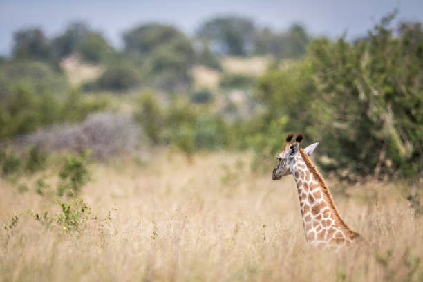 istock Giraffe sitting in the high grass. 694475412