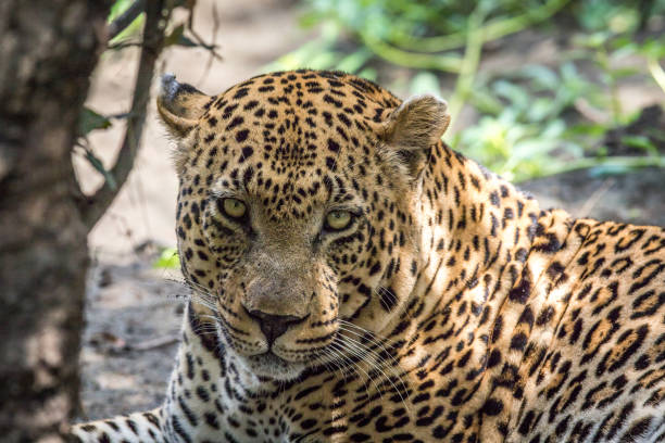 istock Huge male Leopard starring at the camera. 694475422