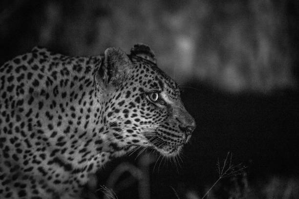 istock Side profile of a female Leopard. 694475458