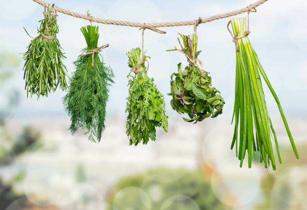 zioło. - chive isolated herb freshness zdjęcia i obrazy z banku zdjęć