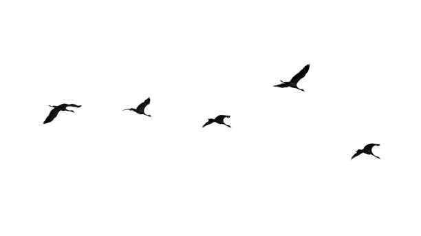 istock Flock of swans isolated on white background 694477748