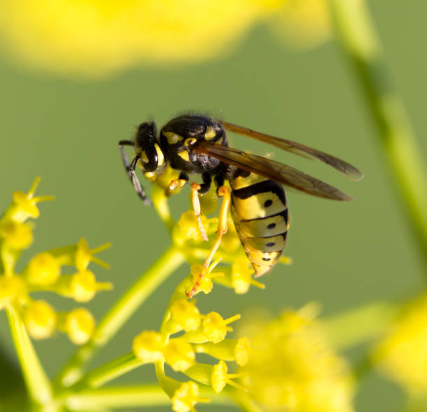 istock Wasp on yellow flower in nature 694477952