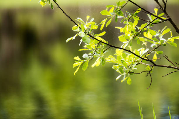 Spring first fresh green grass in the sunshine with a drop of dew. Abstract natural background
