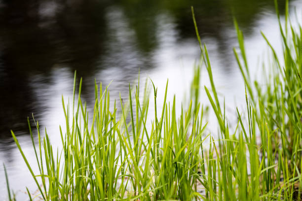 istock Spring first fresh green grass in the sunshine with a drop of dew. 694478514