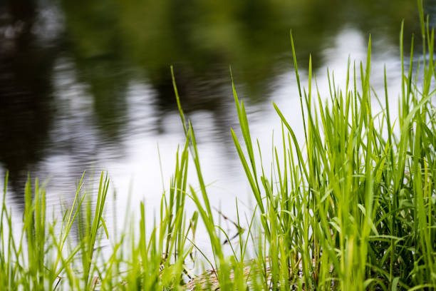 istock Spring first fresh green grass in the sunshine with a drop of dew. 694478518
