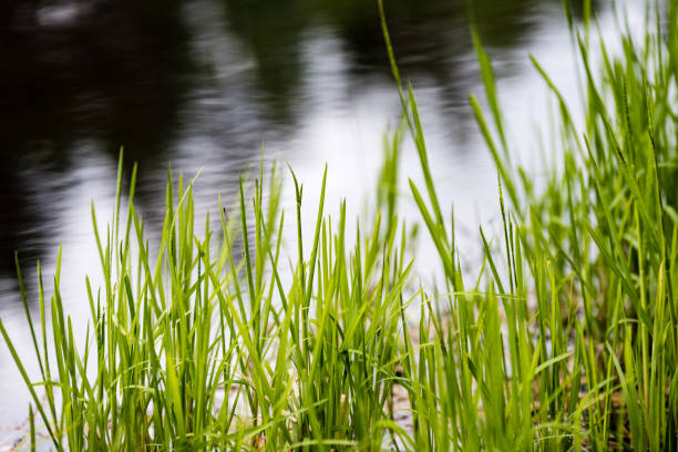 istock Spring first fresh green grass in the sunshine with a drop of dew. 694478520