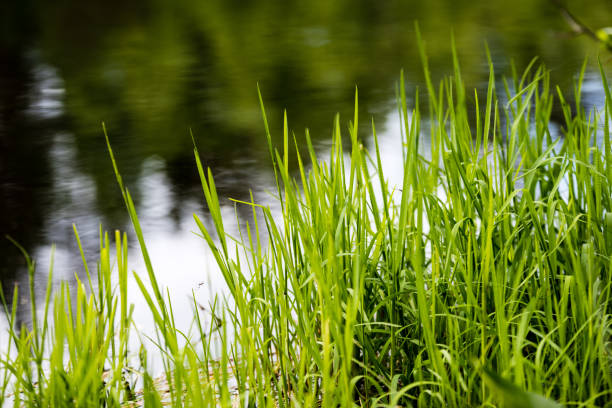 istock Spring first fresh green grass in the sunshine with a drop of dew. 694478522