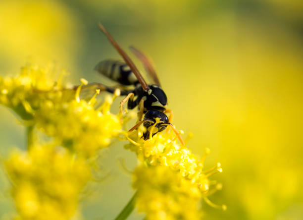 istock Wasp on yellow flower in nature 694478976