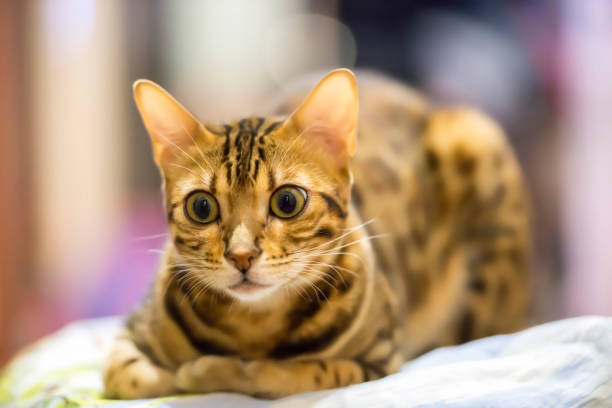 istock Bengal cat manual in the house 694482016