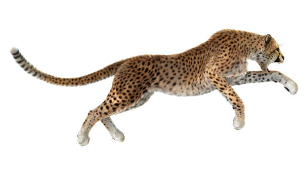 3d-rendering big cat cheetah - gepard stock-fotos und bilder