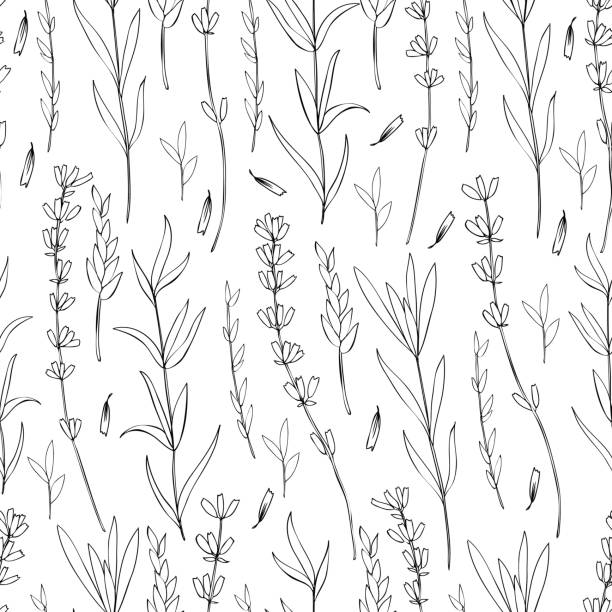 ilustrações, clipart, desenhos animados e ícones de padrão floral vetor sem costura, flor de lavanda mão desenhada, textura decorativa, esboço isolado no fundo branco, desenho para papel de parede, têxtil, tecido, cartão, convite de casamento, cosmético - white background flower backgrounds bouquet