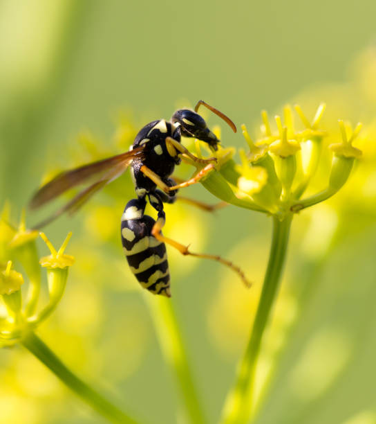 istock Wasp on yellow flower in nature 694485658