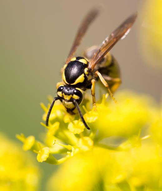 istock Wasp on yellow flower in nature 694485836