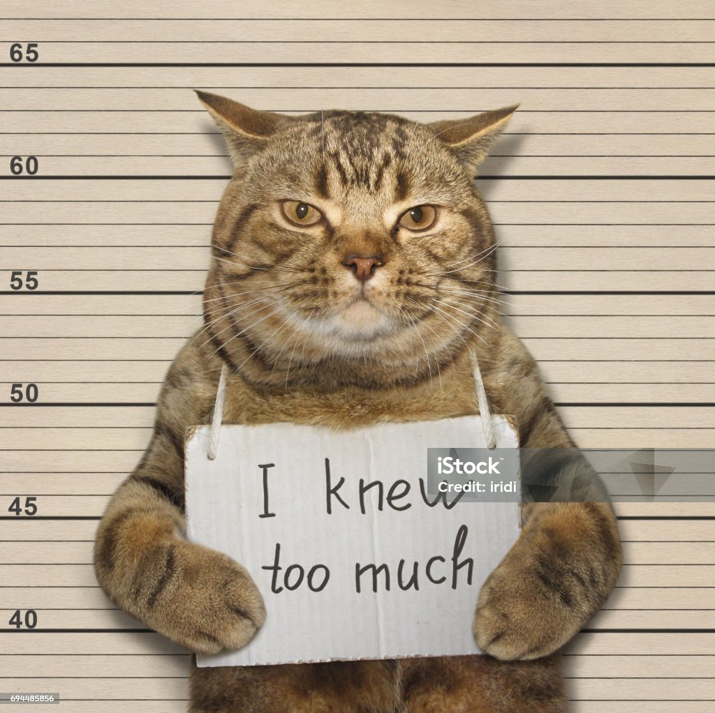 Bad cat knew too much The bad cat knew too much. Humor Stock Photo