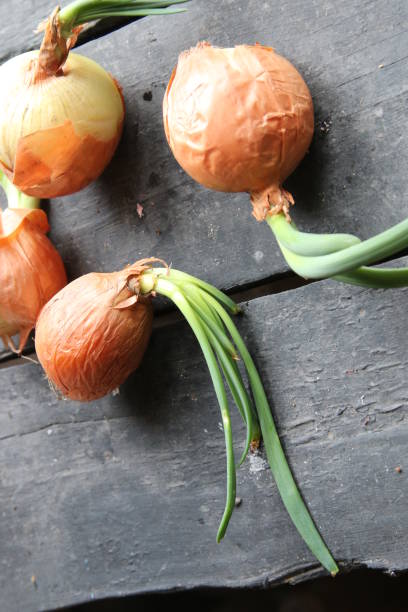 istock Onions on an old vintage table 694488720