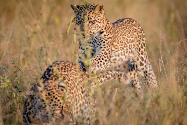 istock Leopard pouncing on her brother in the high grass. 694488970