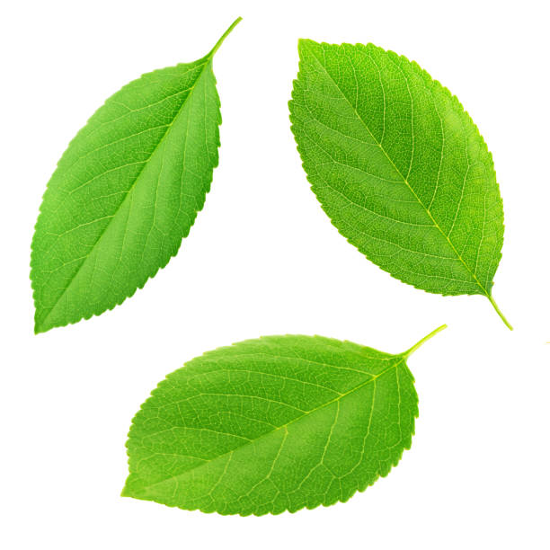 istock Set of cherry leaves isolated on a white 694492458