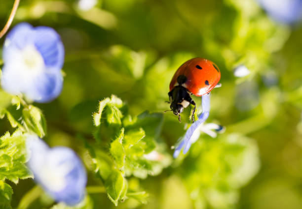 istock Ladybug on small blue flowers in nature 694492540