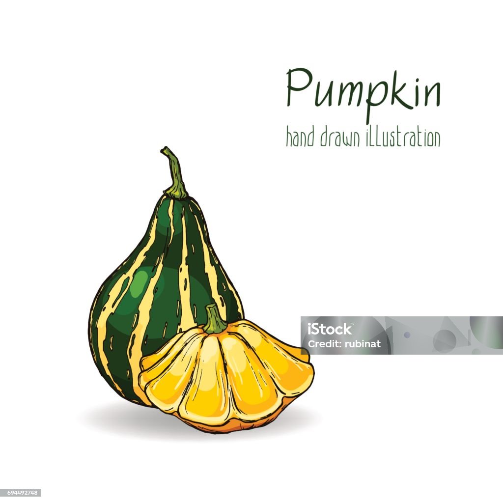 Colorful vector hand drawn illustration of pumpkin. Art stock vector