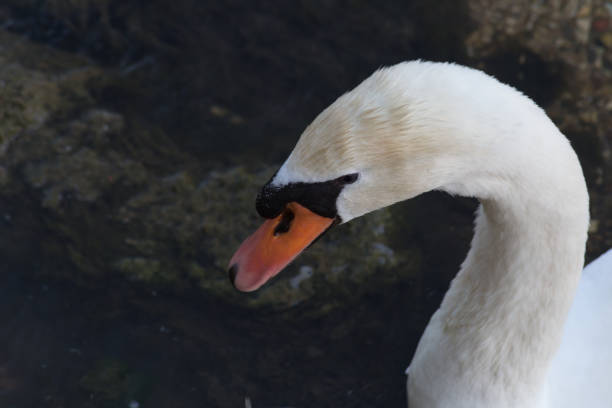 istock swan evening swim in dark river 694495026