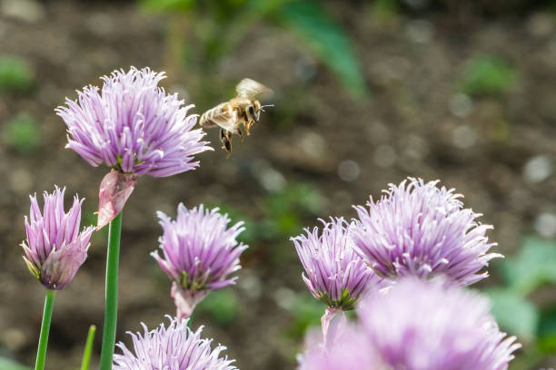 Honey bee on a beautiful pink flower outdoors