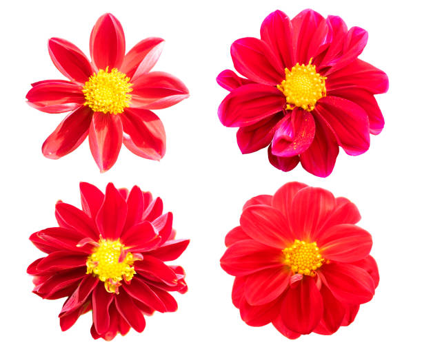 istock collection red chrysanthemum isolated on white background 694495668