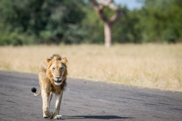 istock Young male Lion walking on the airstrip. 694495780