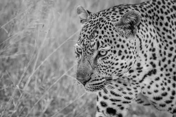 istock Side profile of a big male Leopard. 694495826