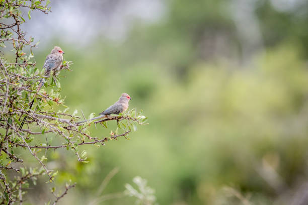 istock Two Red-faced mousebirds sitting on a branch. 694495838