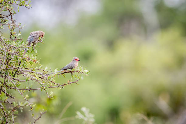 istock Two Red-faced mousebirds sitting on a branch. 694495852