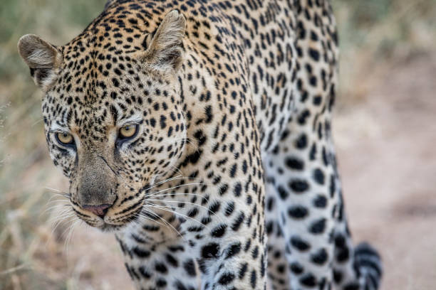 istock Side profile of a big male Leopard. 694495860