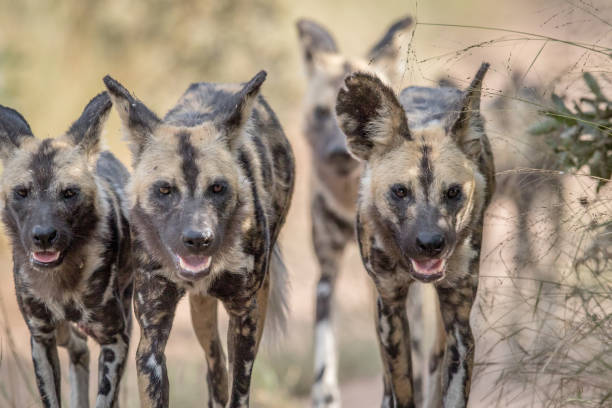 istock African wild dogs walking towards the camera. 694495862