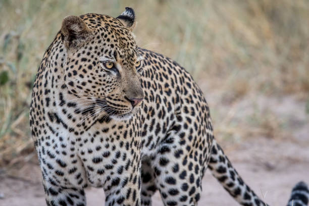 istock Side profile of a big male Leopard. 694495888