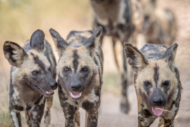 istock African wild dogs walking towards the camera. 694495920