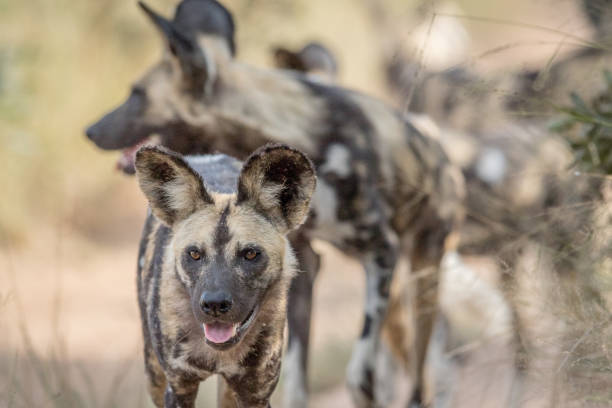 istock African wild dogs walking towards the camera. 694495922