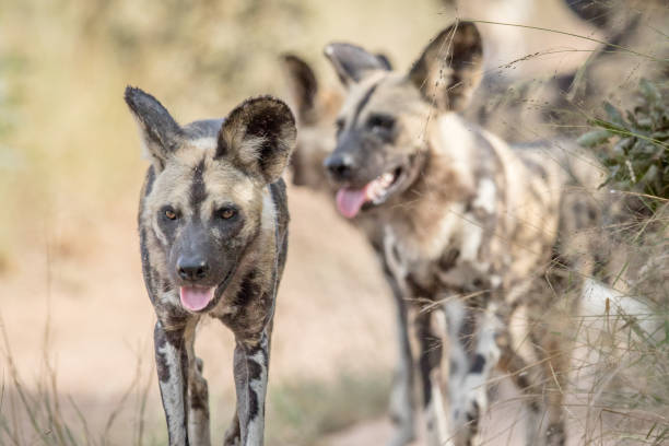 istock African wild dogs walking towards the camera. 694495930