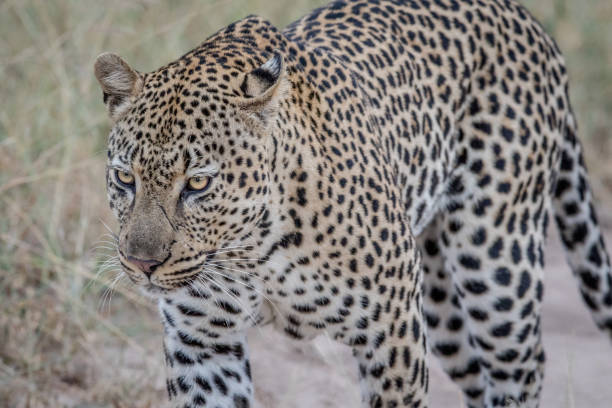 istock Side profile of a big male Leopard. 694495946