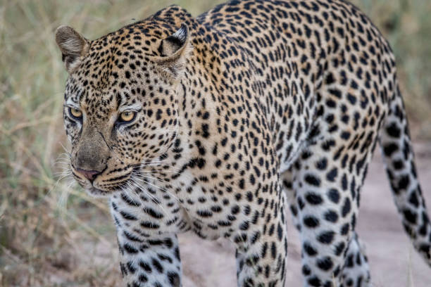 istock Side profile of a big male Leopard. 694495972